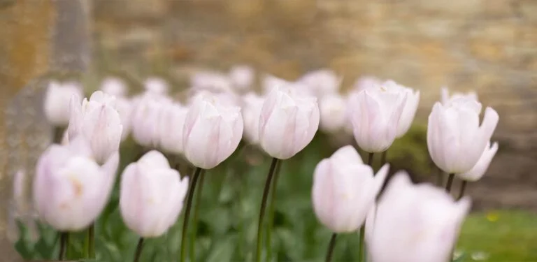 Pricing, Pale Tulips in a Garden