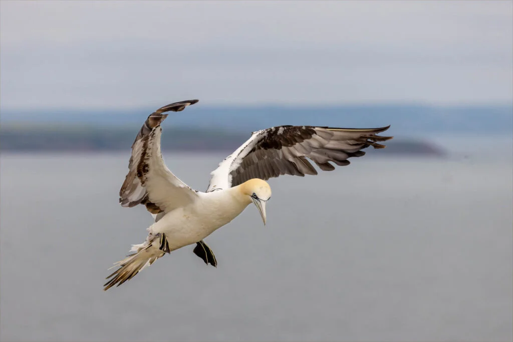 Wildlife and Nature, Juvenile Gannet